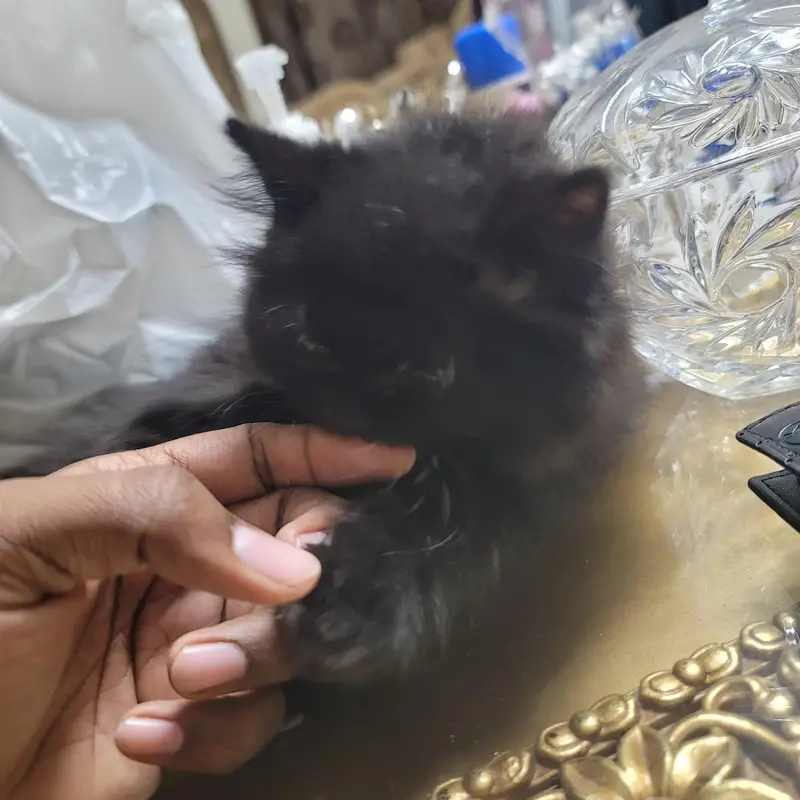 Persian Kittens for sale | White Female & Black Male — photo 5