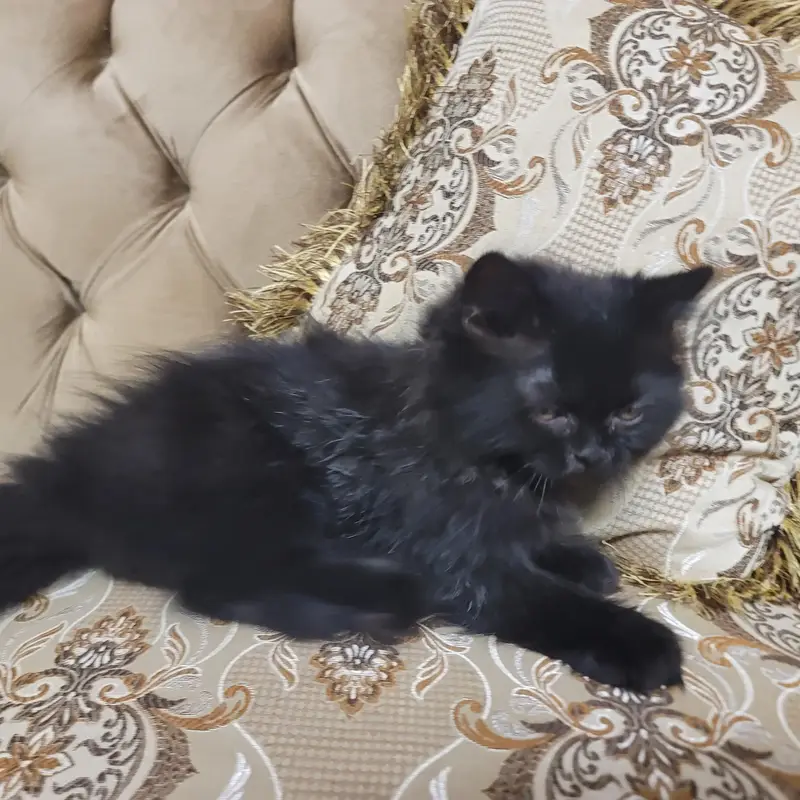 Persian Kittens for sale | White Female & Black Male — photo 6