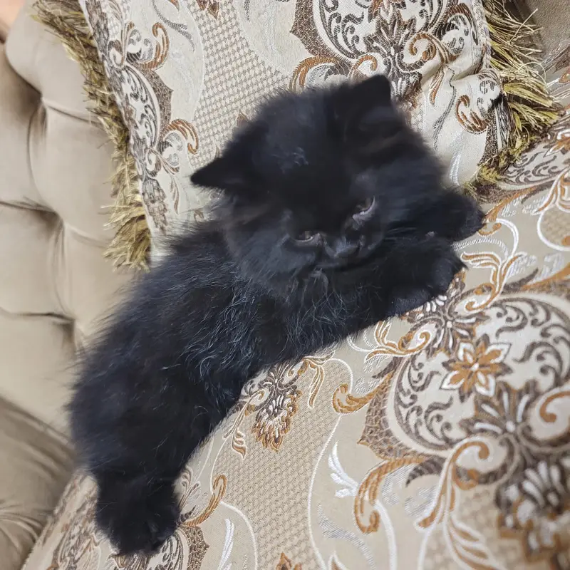 Persian Kittens for sale | White Female & Black Male — photo 7
