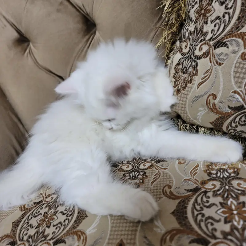 Persian Kittens for sale | White Female & Black Male — photo 8