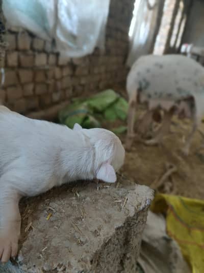 pure kohty gultair puppies for sale