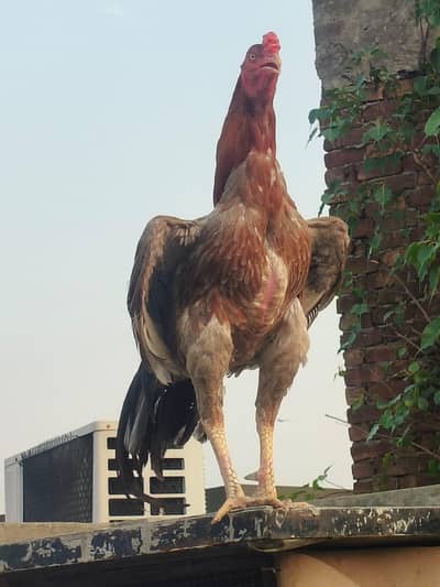Thai x Pakistani cross breeder male
