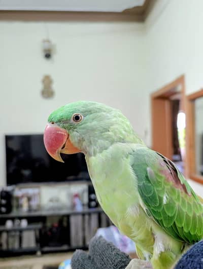 Raw Parrot talking