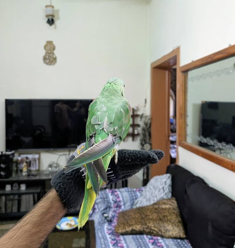 Raw Parrot talking 1
