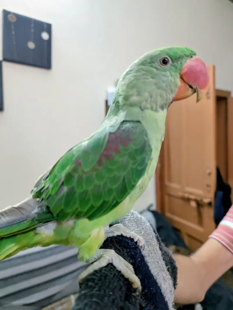 Raw Parrot talking — photo 3