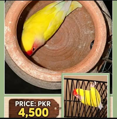 Three BREEDER PAIRS for sale. Latino parsanata"Common Latino"*!