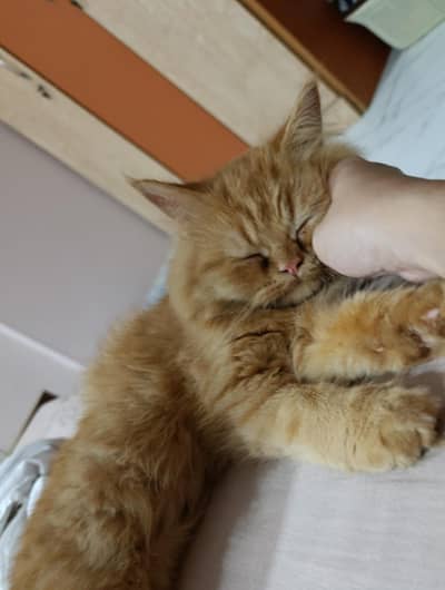 Persian Cat For Sell