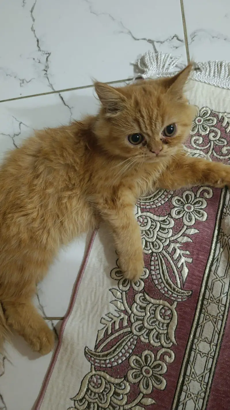 Persian Cat For Sell — photo 2