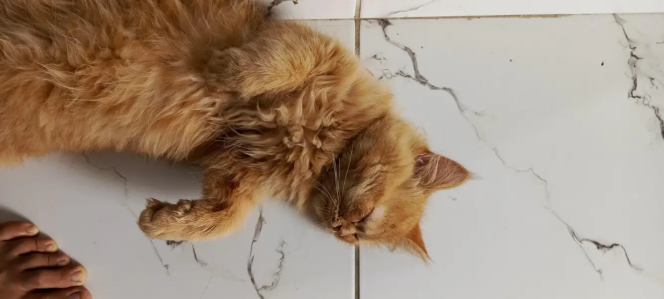 Persian Cat For Sell — photo 3