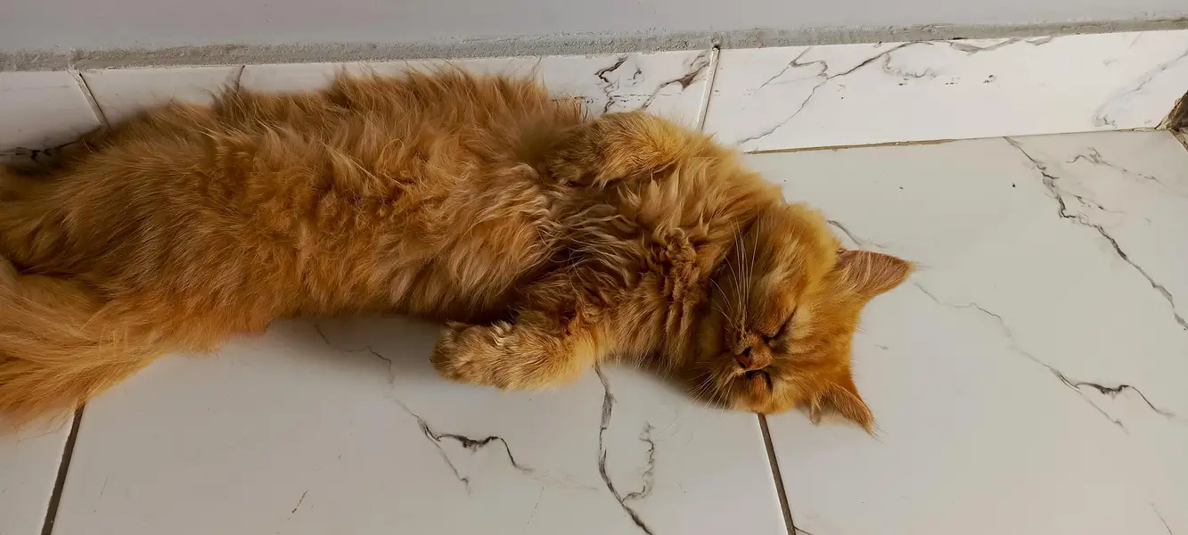 Persian Cat For Sell — photo 4