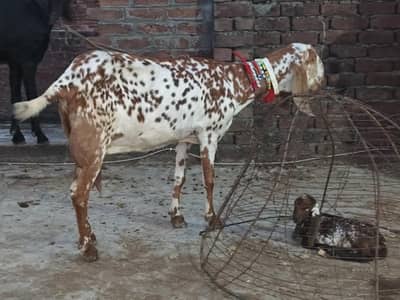 makhi cheeni bakri delivery 10 din
