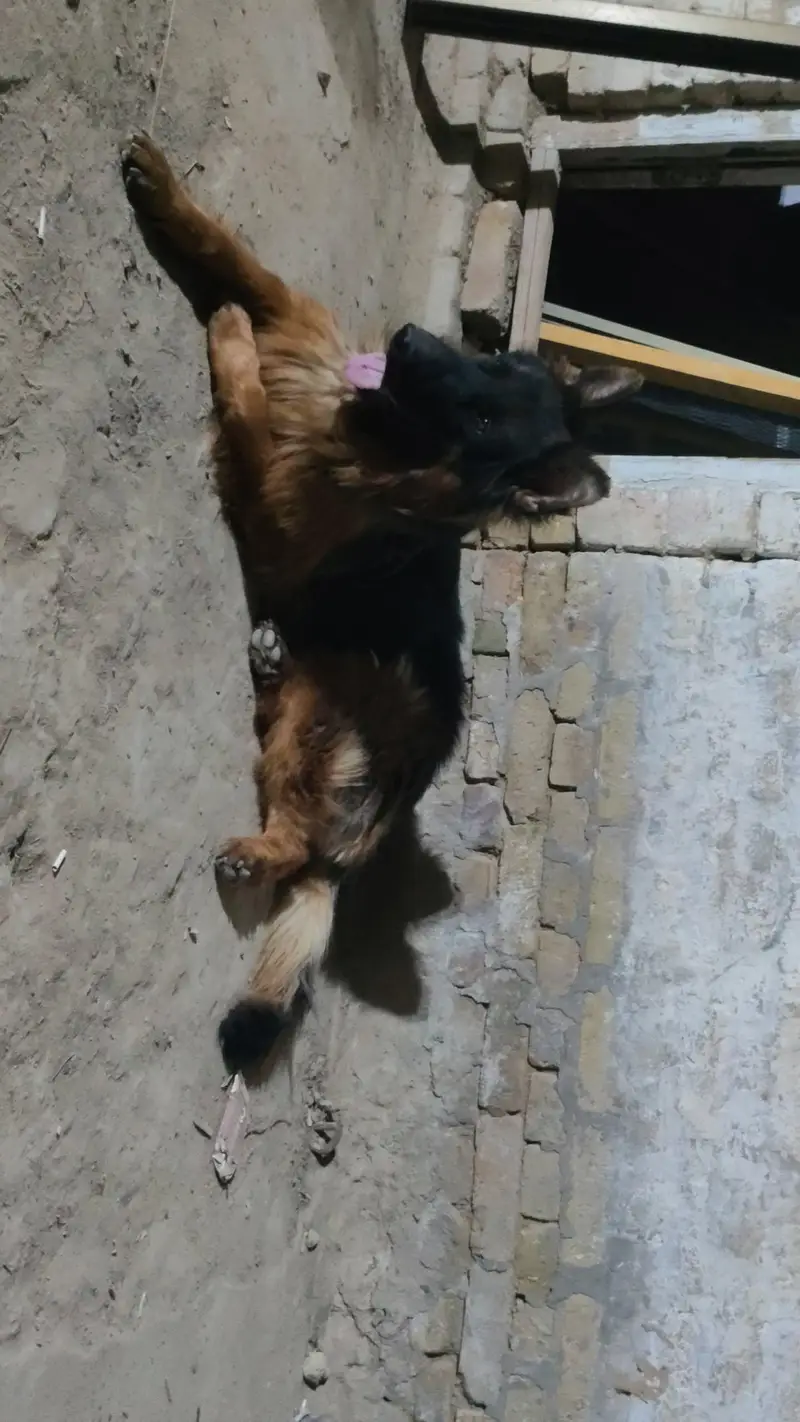 black mask heavy bone big hight friendly dog — photo 2