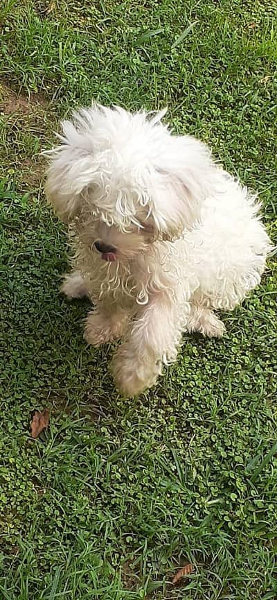 this is shih tzu bread