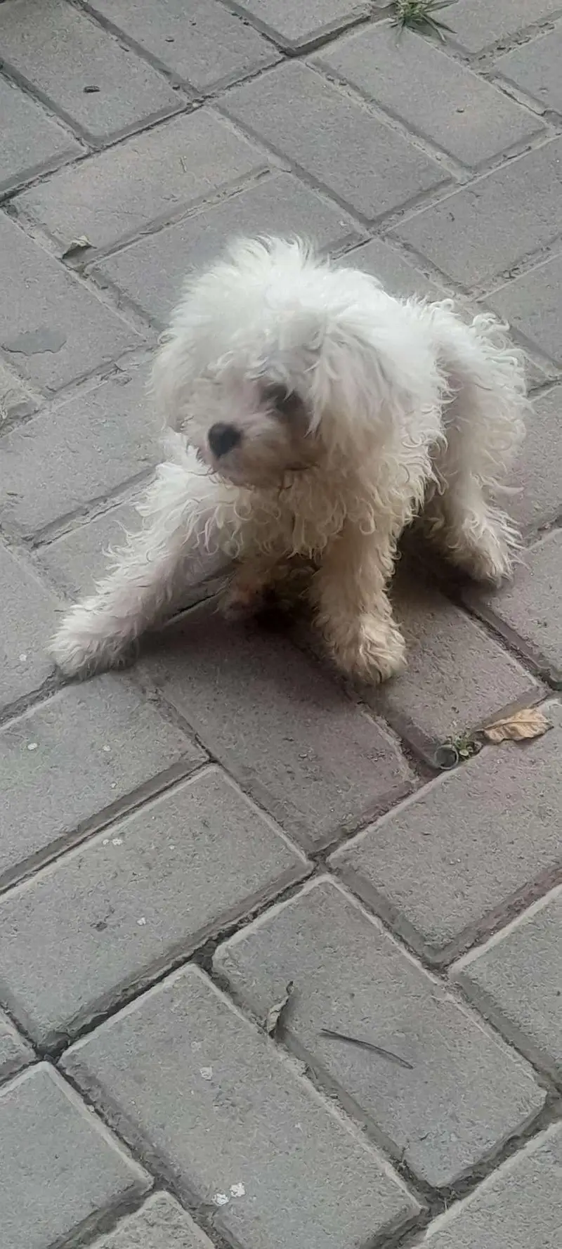 this is shih tzu bread — photo 3