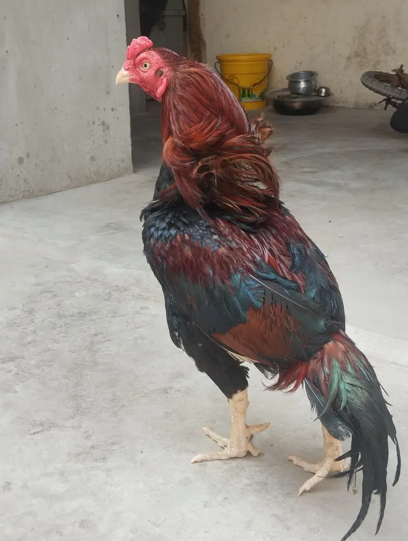 aseel Mianwali — photo 3