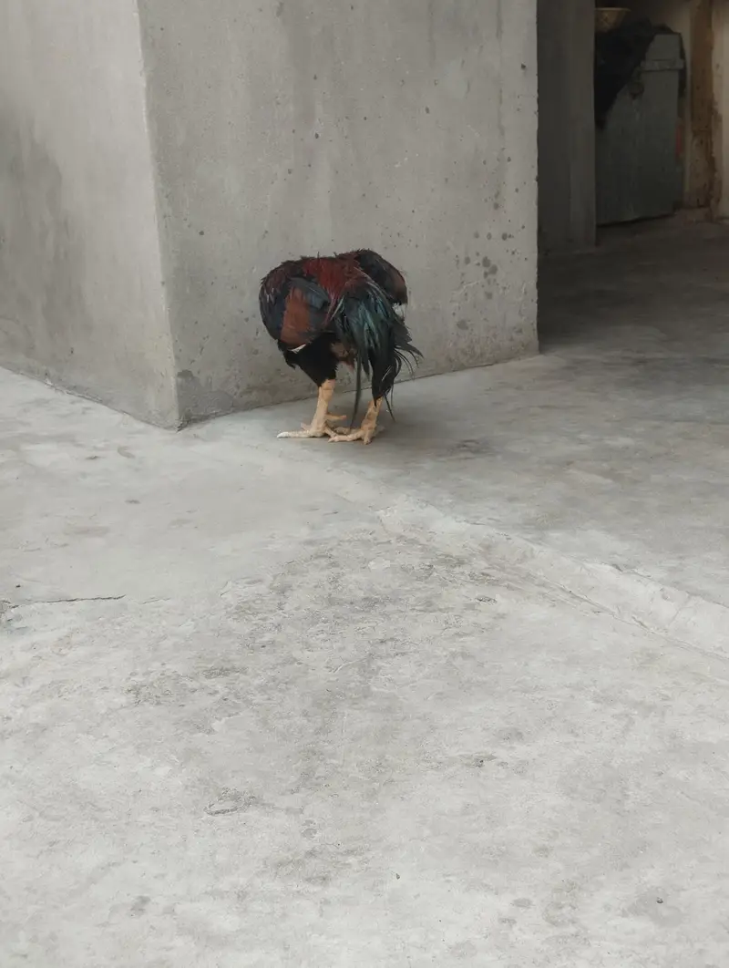 aseel Mianwali — photo 4