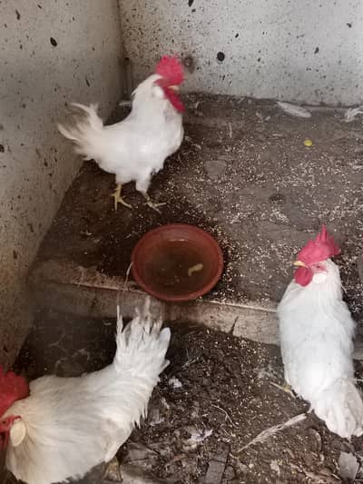 farmi murgy for sell