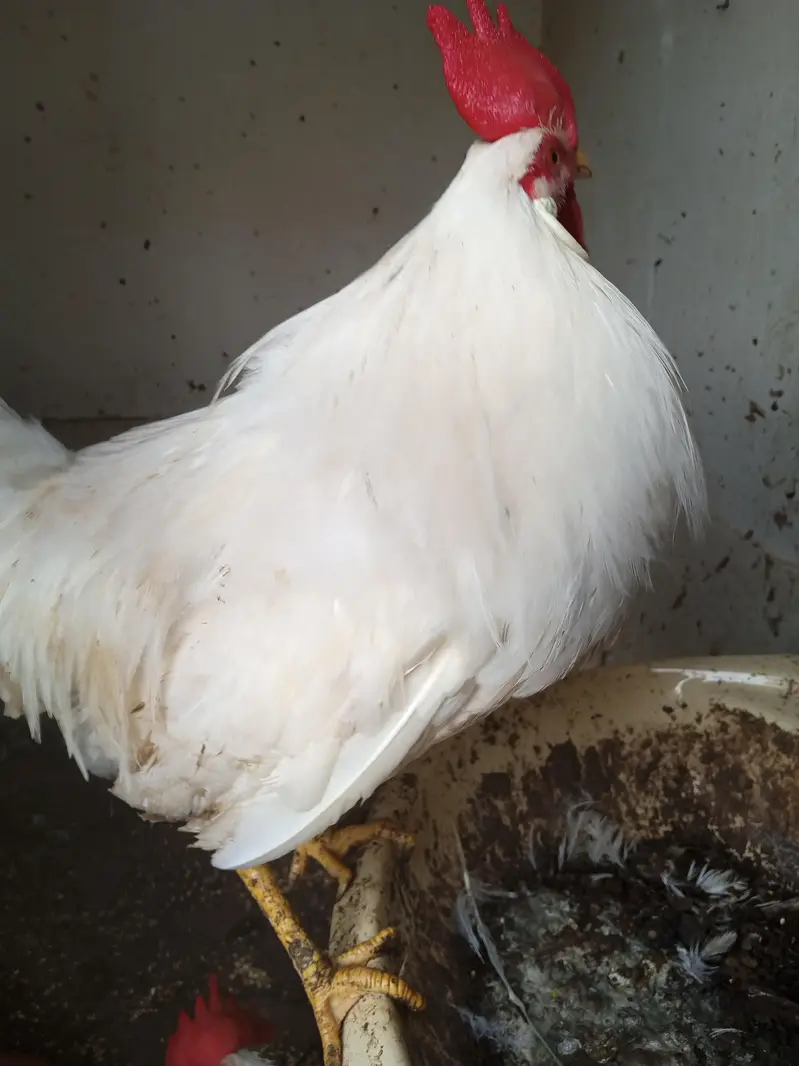 farmi murgy for sell — photo 2