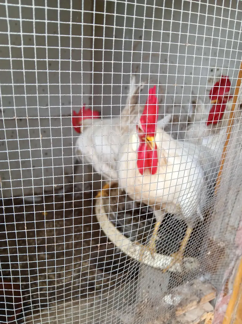 farmi murgy for sell — photo 3