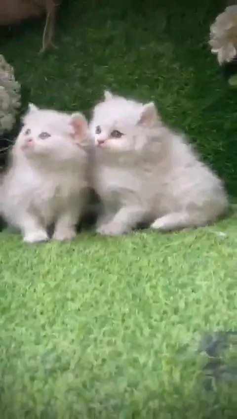 Persian kitten for urgent sale triple cod WhatsAp o/3/4/o/1/4/3/o/o/37 — photo 2