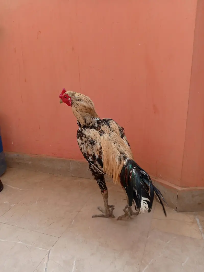 lelo murga — photo 2