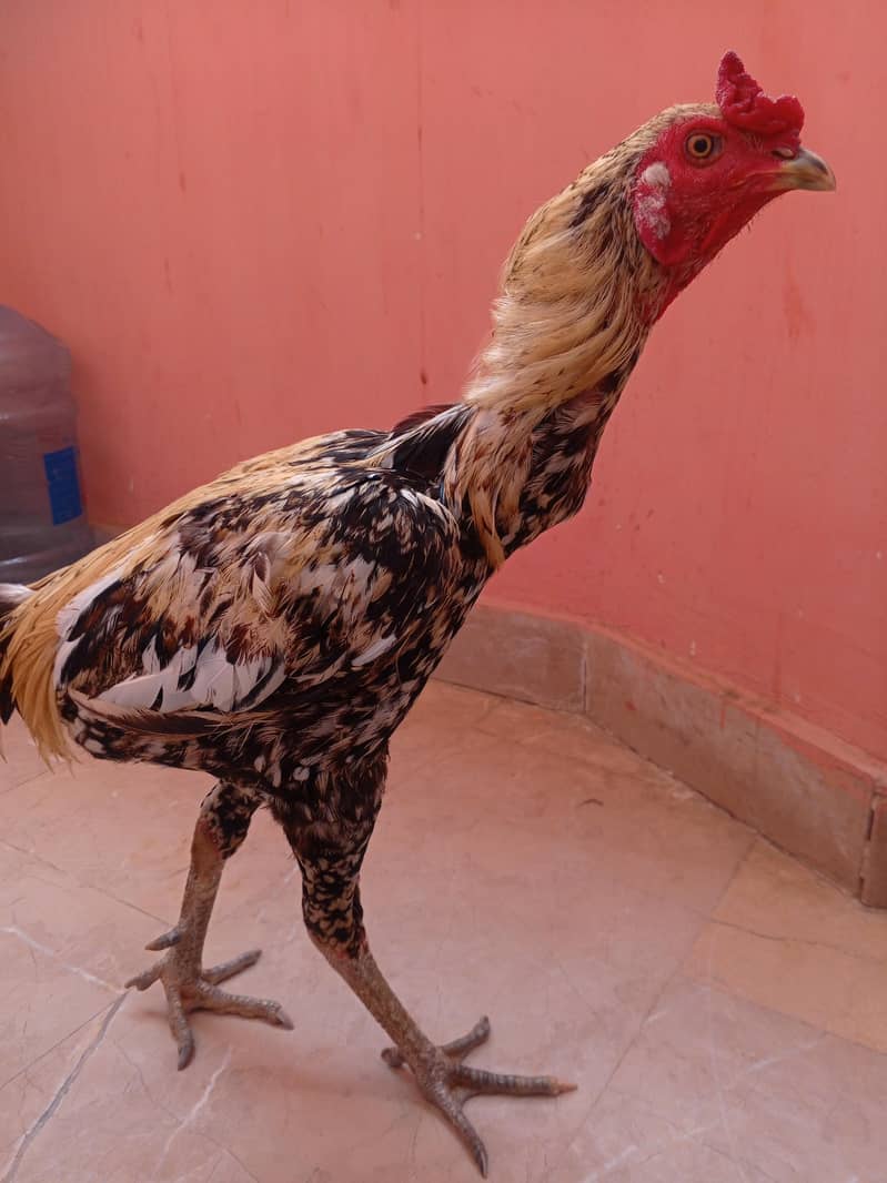 lelo murga 2