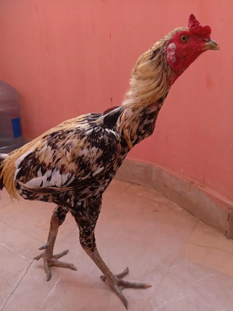 lelo murga — photo 3