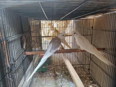 Cockatiel Breeder Pair For Sale