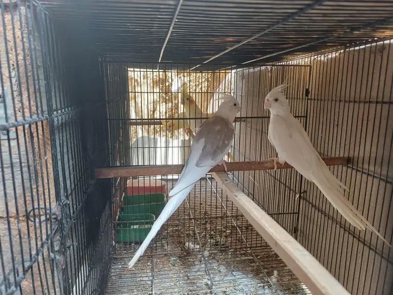 Cockatiel Breeder Pair For Sale — photo 2