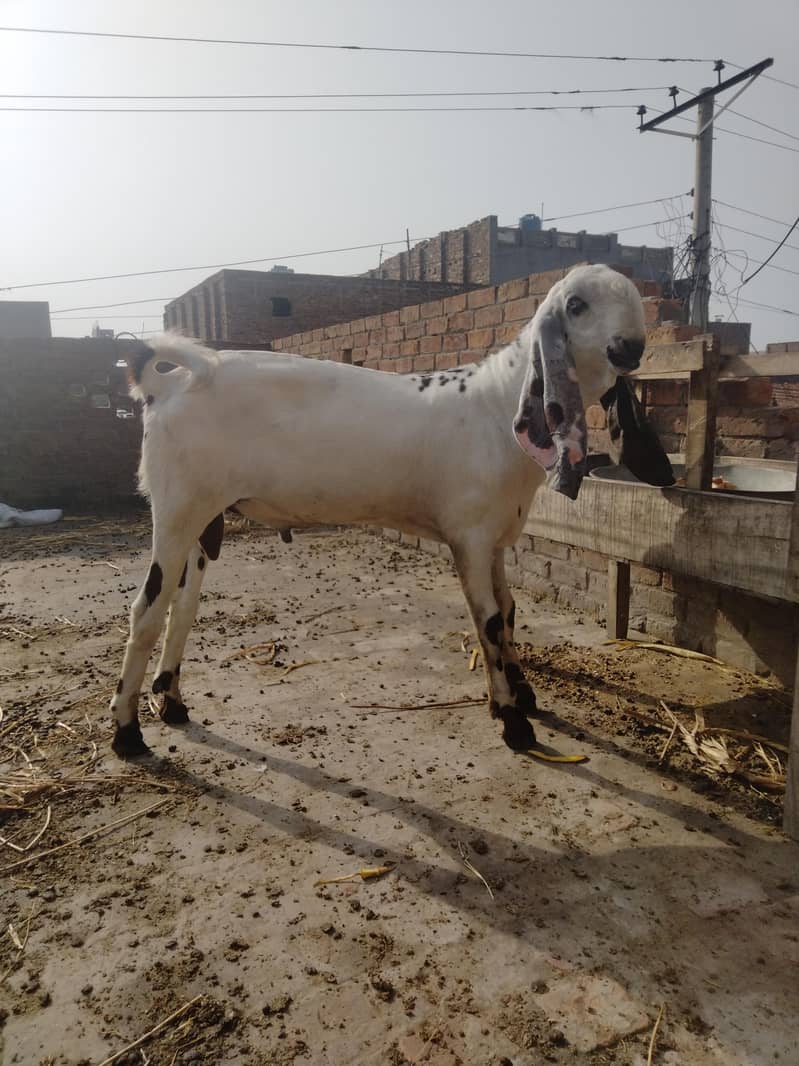 goats 1
