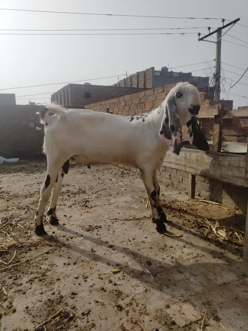 goats — photo 2