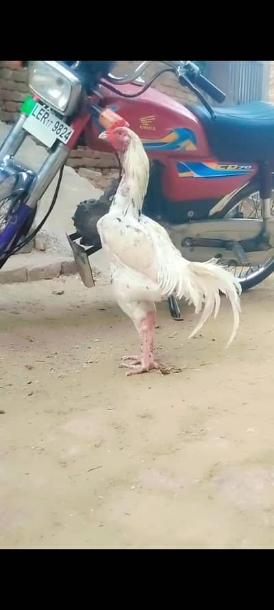 Heera sindi crac