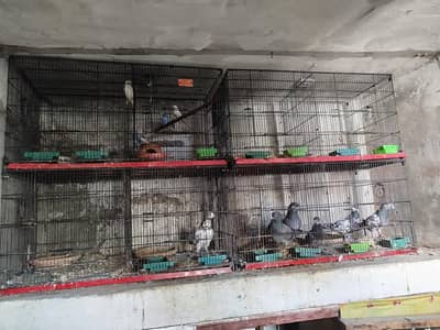 Zarar cage