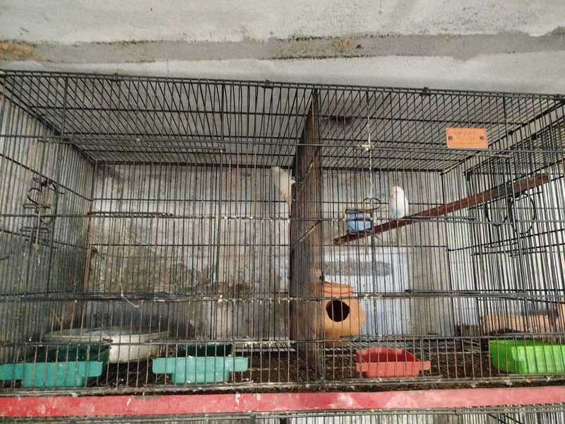 Zarar cage 1