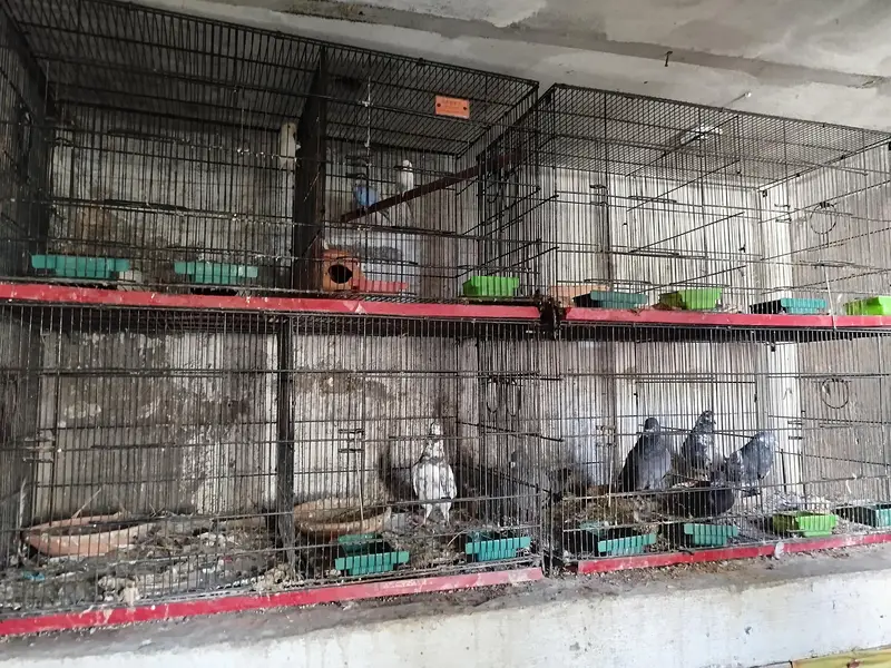 Zarar cage — photo 3