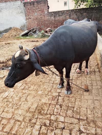 AJJ hi sui ha 2sra suwa ha