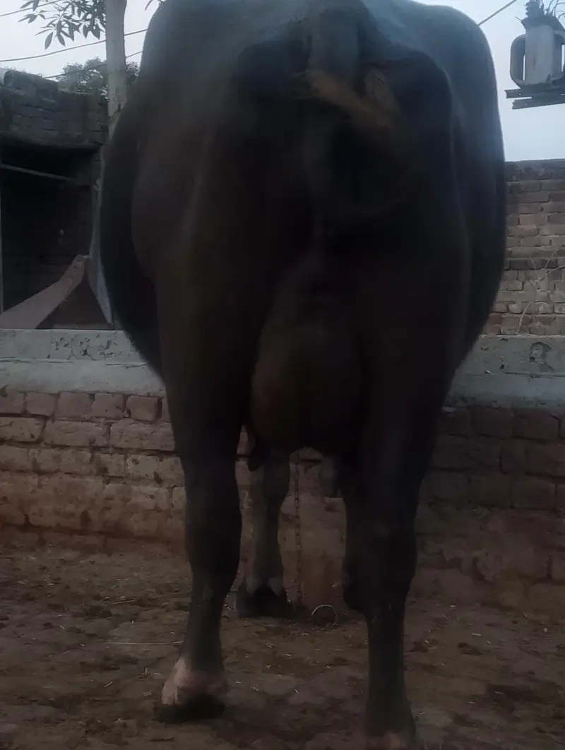 AJJ hi sui ha 2sra suwa ha — photo 2