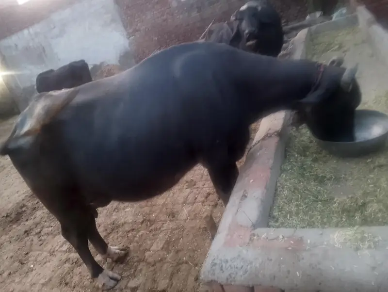 AJJ hi sui ha 2sra suwa ha — photo 3