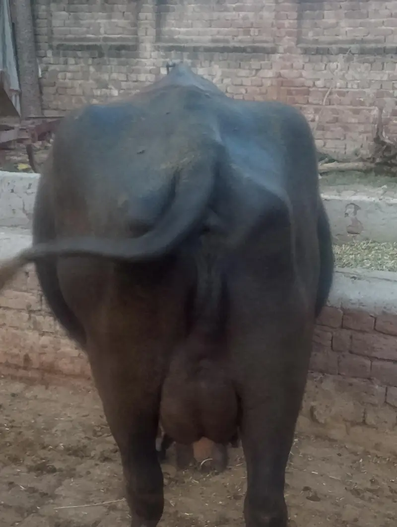 AJJ hi sui ha 2sra suwa ha — photo 4