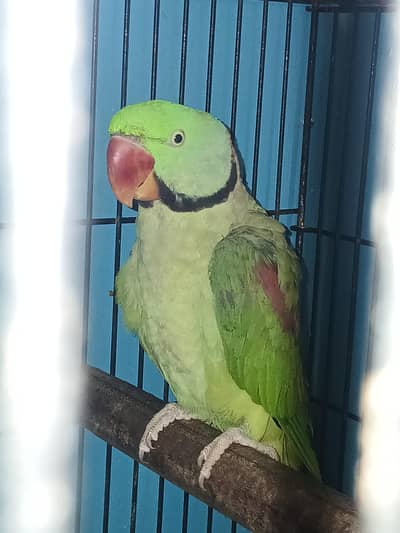 pahari male
