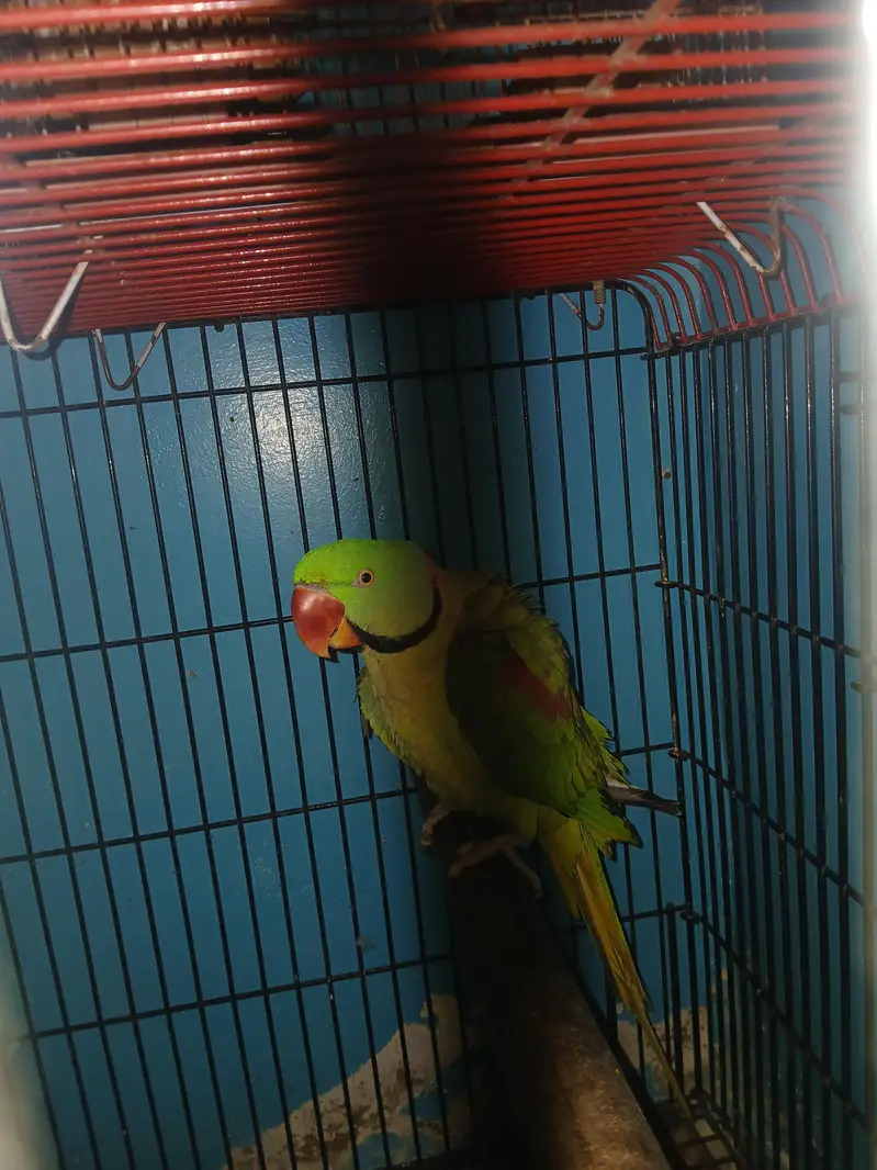 pahari male — photo 2