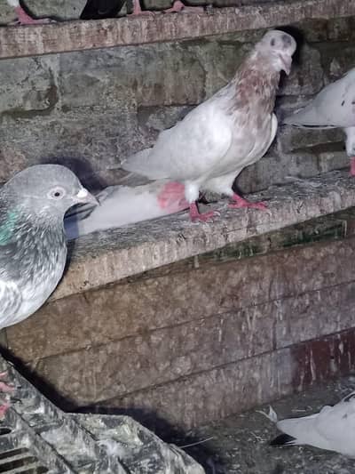 one breeder pair ,lakha male ,golden female