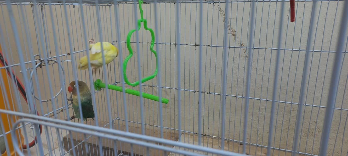 Pair With cage 1
