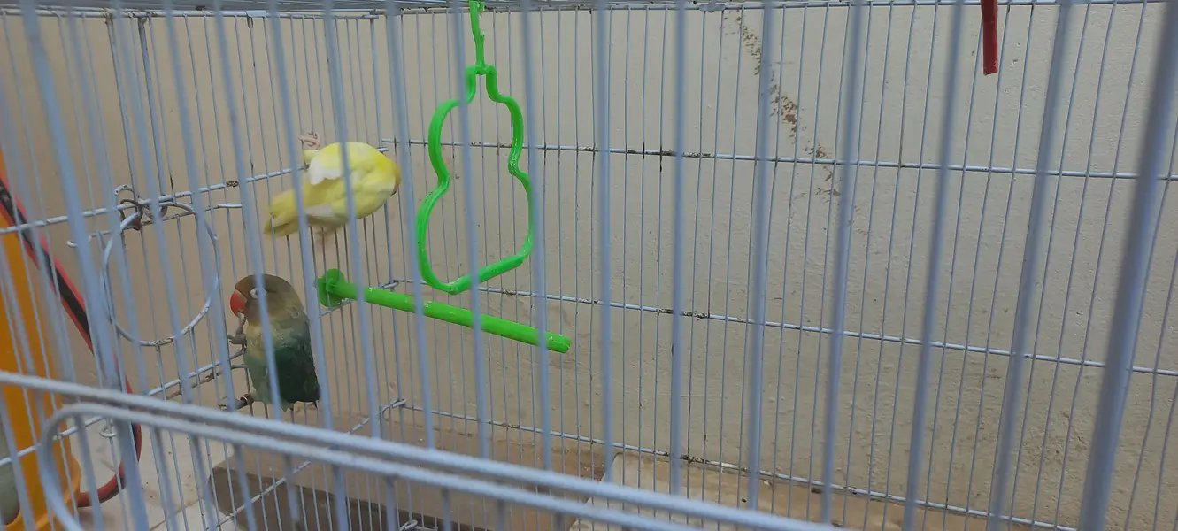 Pair With cage — photo 2