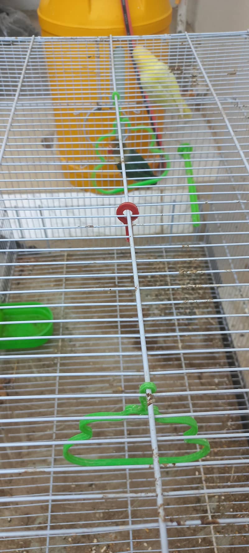 Pair With cage 2