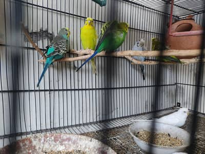 Budgies for Sale 2 Hogoromo females , breader male red