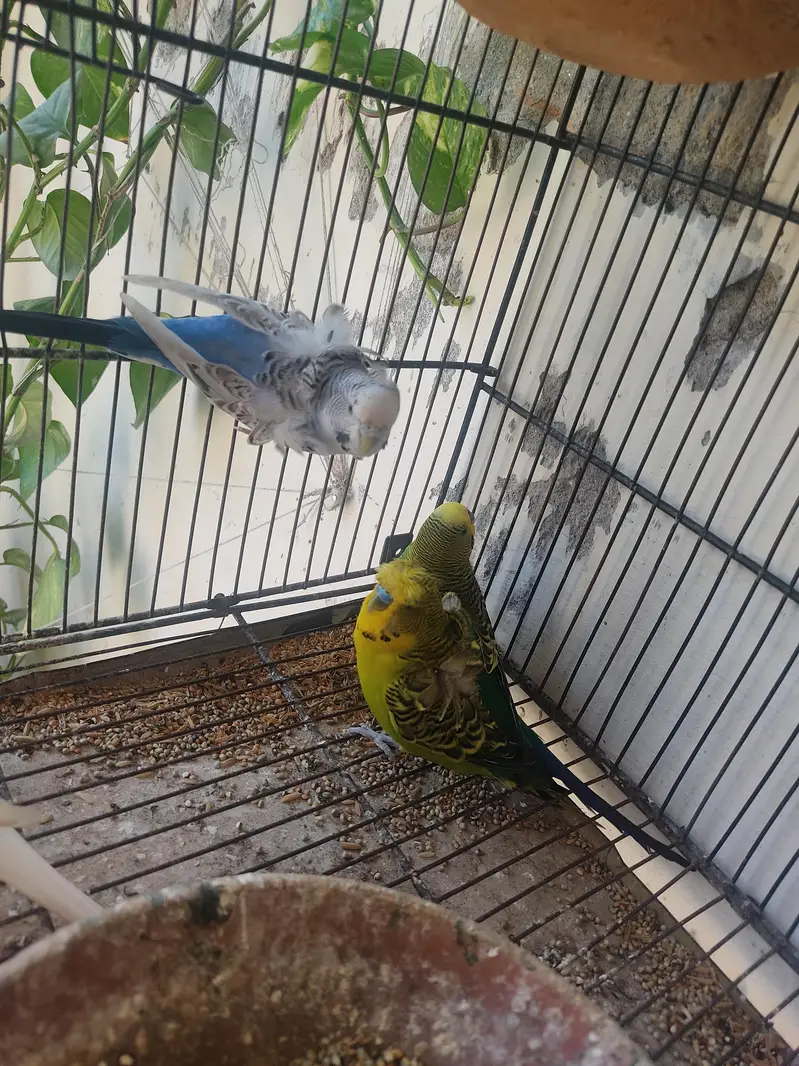 Budgies for Sale 2 Hogoromo females , breader male red — photo 2