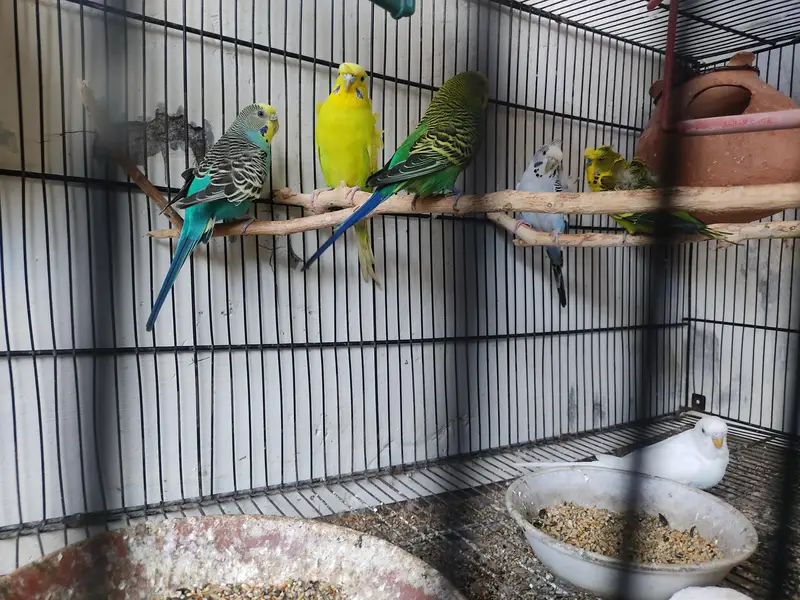 Budgies for Sale 2 Hogoromo females , breader male red — photo 3