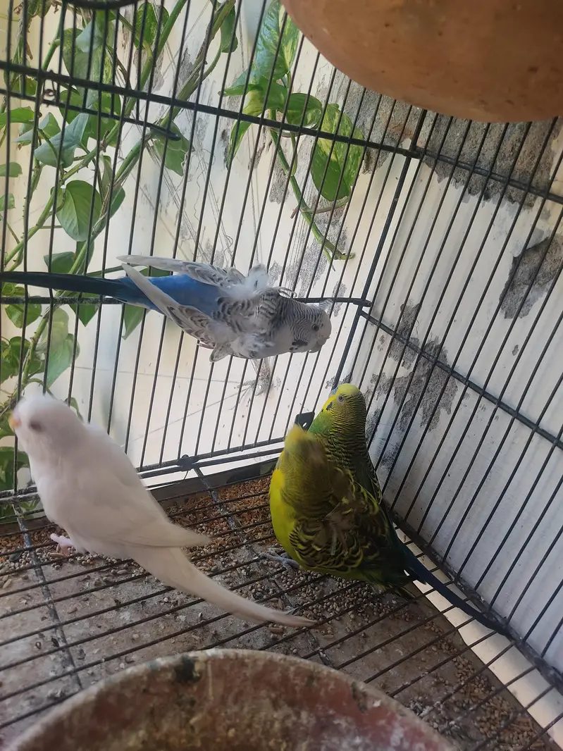 Budgies for Sale 2 Hogoromo females , breader male red — photo 4