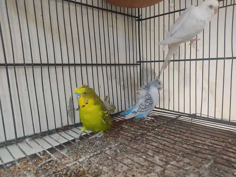 Budgies for Sale 2 Hogoromo females , breader male red — photo 5